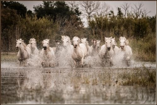  Colorado Style Artwork Wild Horses