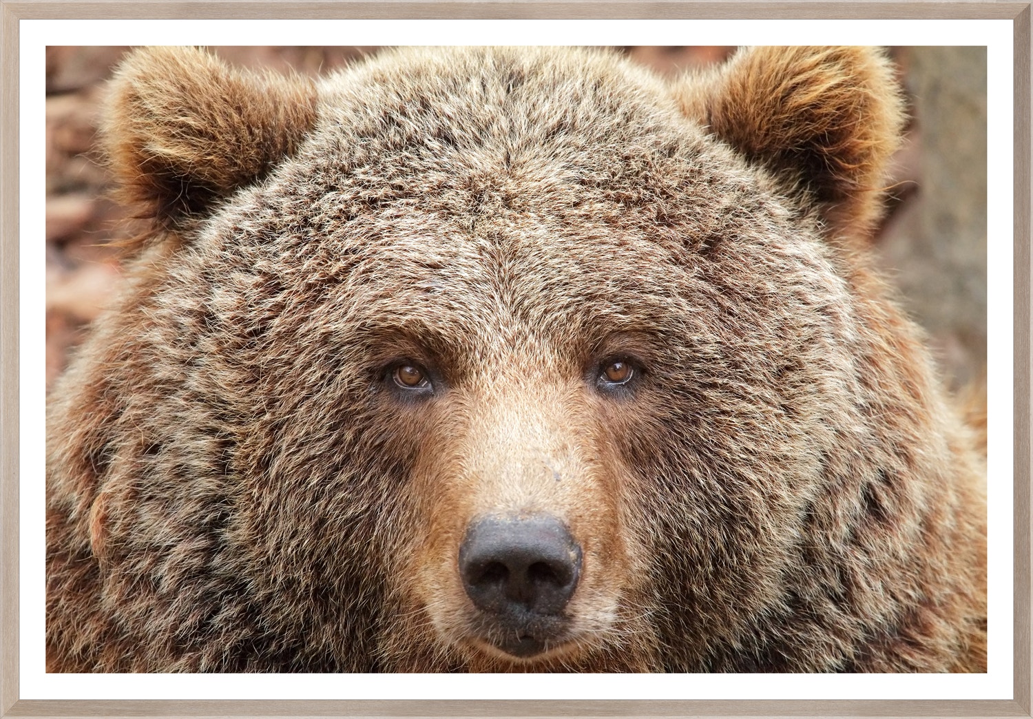  Colorado Style Artwork Brown Bear
