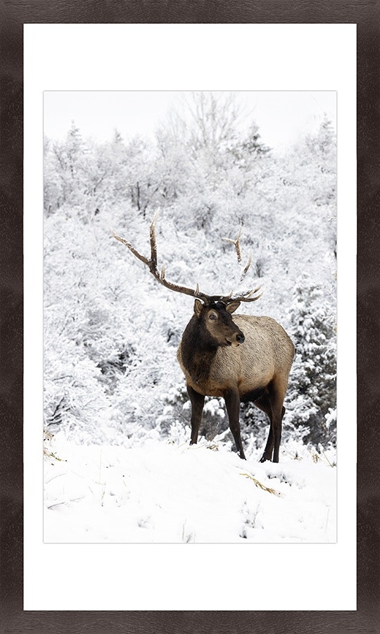  Colorado Style Artwork Winter Bull Elk 