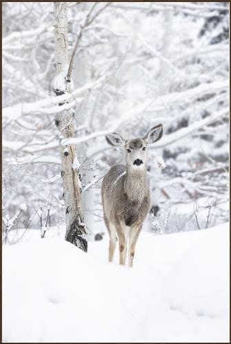  Colorado Style Artwork Deer Valley
