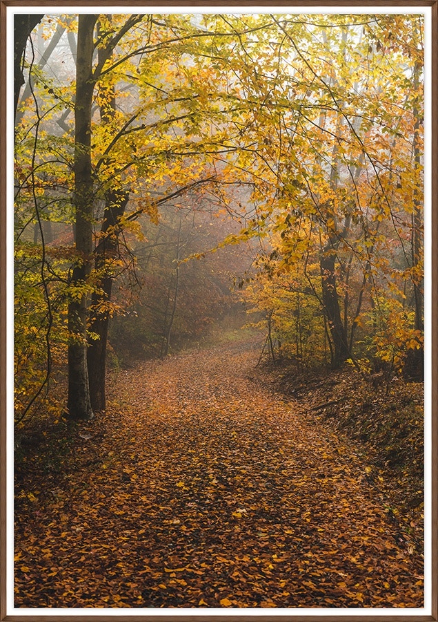  Colorado Style Artwork Autumn Drift