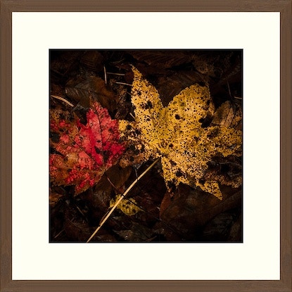  Colorado Style Artwork Fall Leaves I