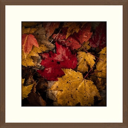  Colorado Style Artwork Fall Leaves III