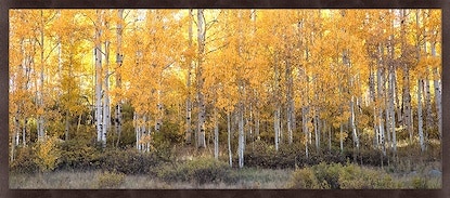  Colorado Style Artwork Golden Autumn