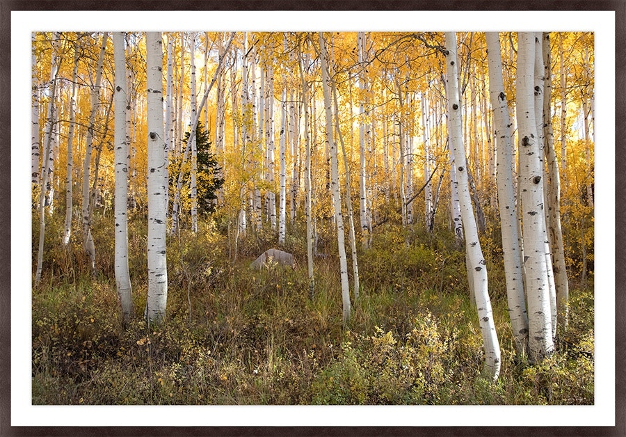  Colorado Style Artwork Secret Pine