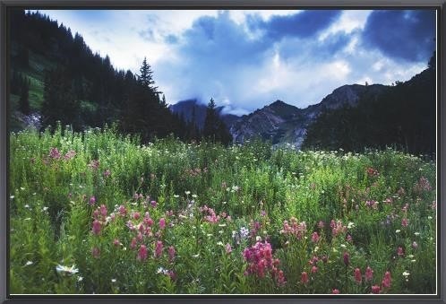  Colorado Style Artwork Mountain Wildflowers