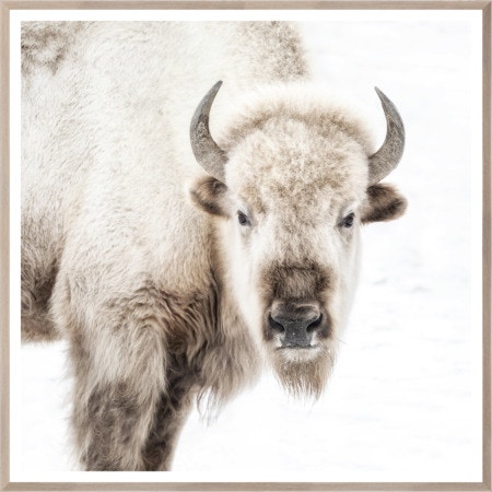  Colorado Style Artwork Snow White Bison