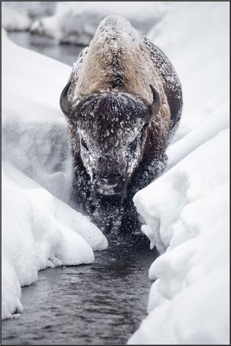  Colorado Style Artwork Solo Bison