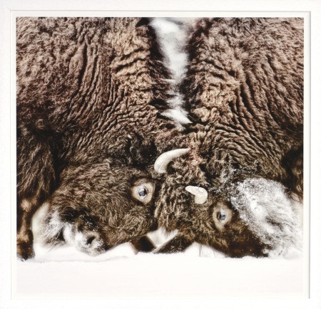  Colorado Style Artwork Sparring Bison