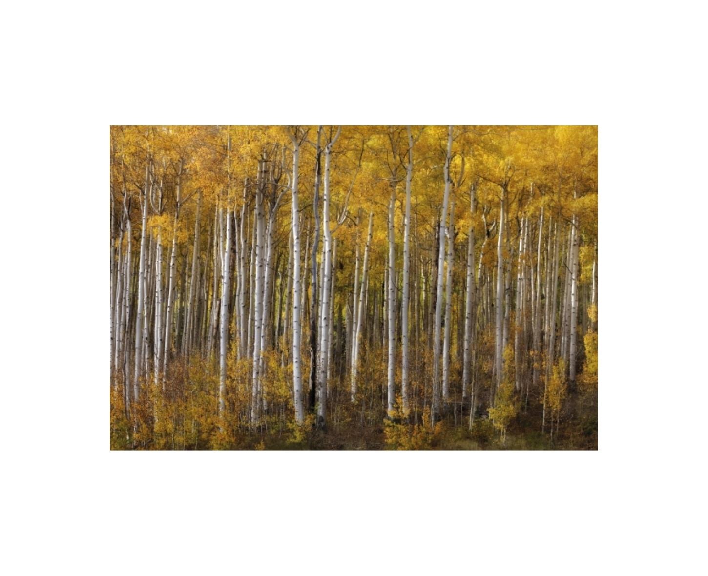 Aspen Grove